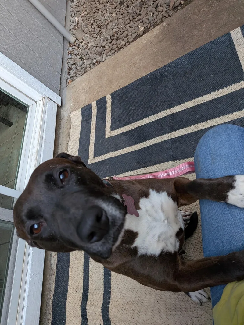 Stella thumbnail 2