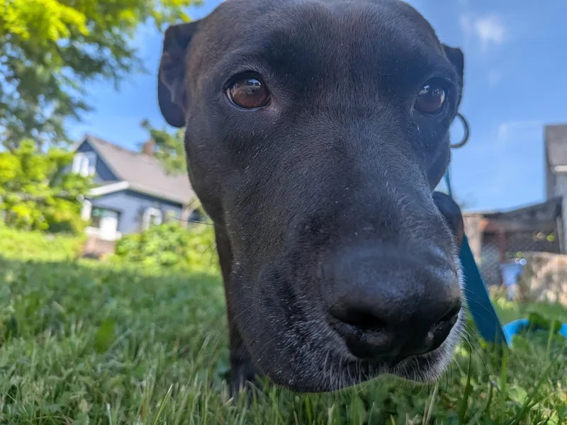 Stella thumbnail 4