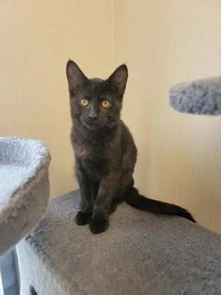 A baby small-sized male Domestic Short Hair cat named Molasses for adoption in Fergus Falls, MN