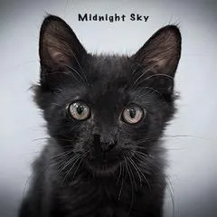 A baby medium-sized male Domestic Long Hair cat named Midnight Sky for adoption in Davis, CA
