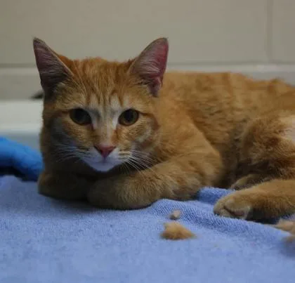 An adult medium-sized male Domestic Short Hair cat named Good Apple for adoption in Westland, MI