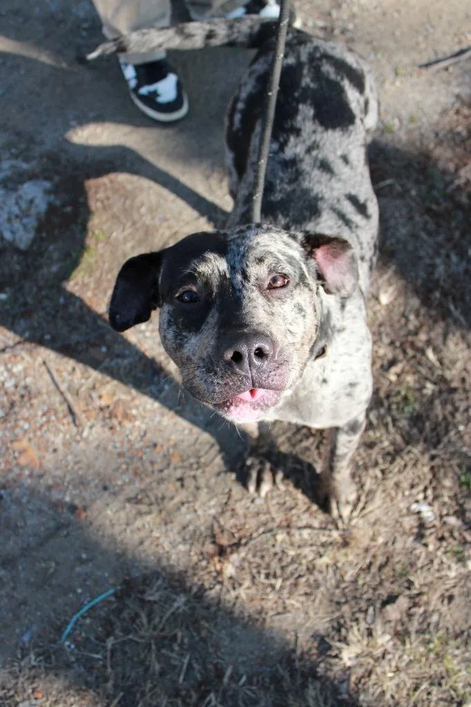 A young large-sized female Catahoula Leopard Dog dog named Athena for adoption in Dyersburg, TN
