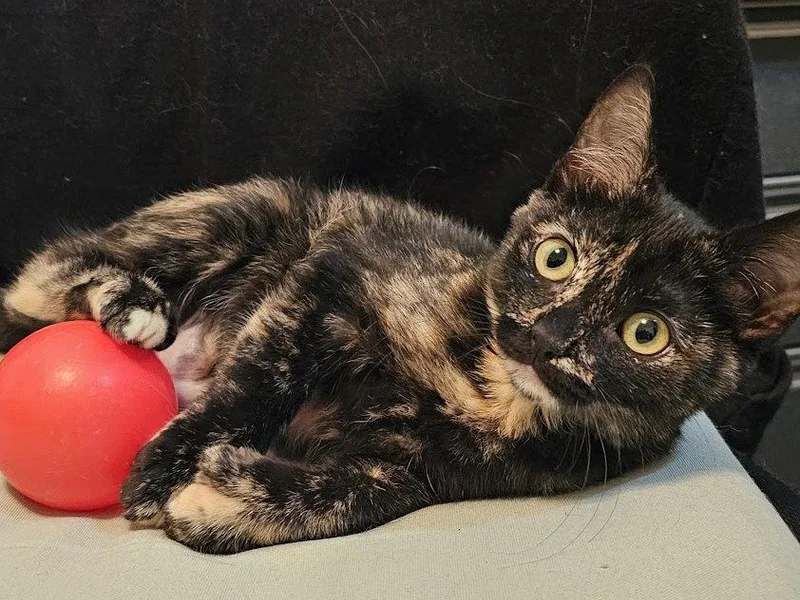 A baby small-sized female Domestic Short Hair cat named Pawdry Hepburn for adoption in Mission Viejo, CA