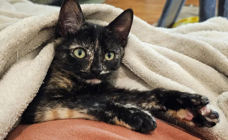 Pawdry Hepburn thumbnail 2