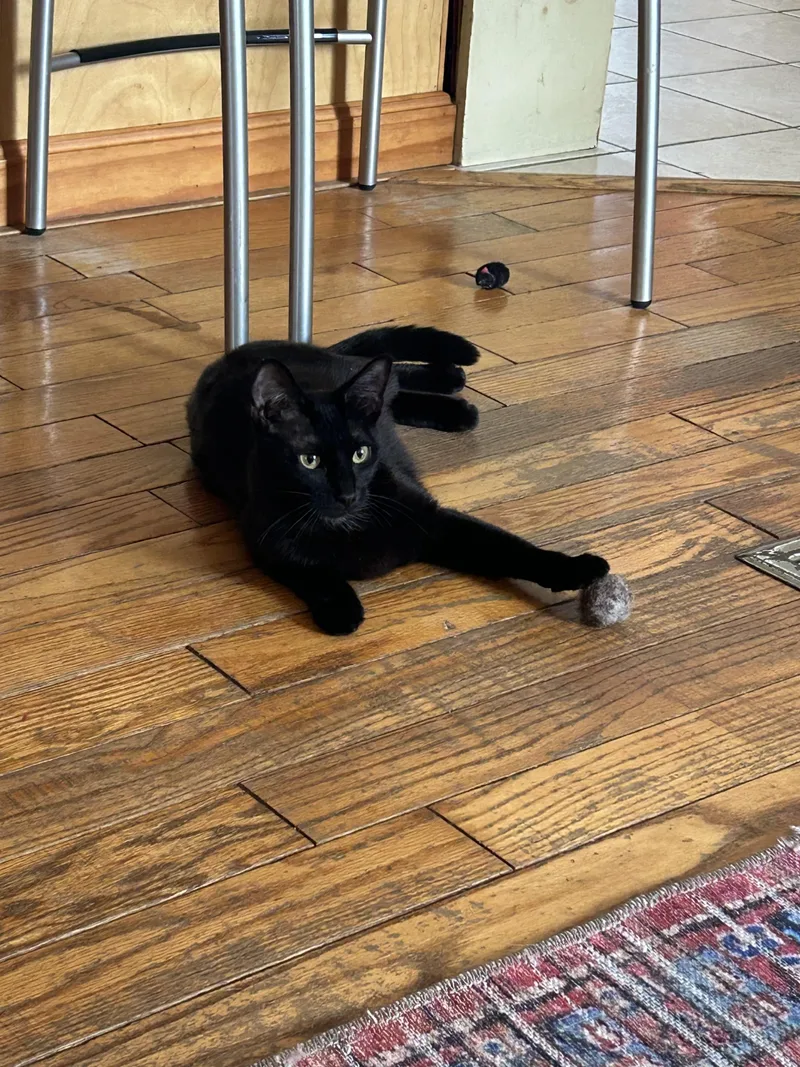 An adult medium-sized female Black Domestic Short Hair cat named Saphire for adoption in Topsham, ME