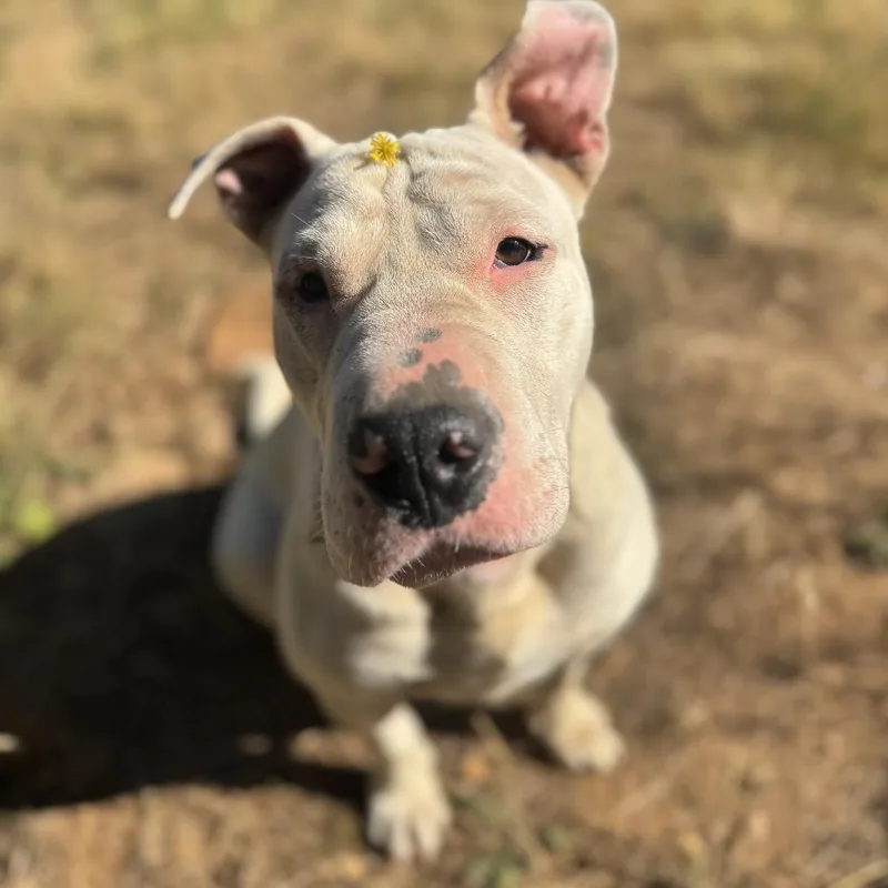 Cass