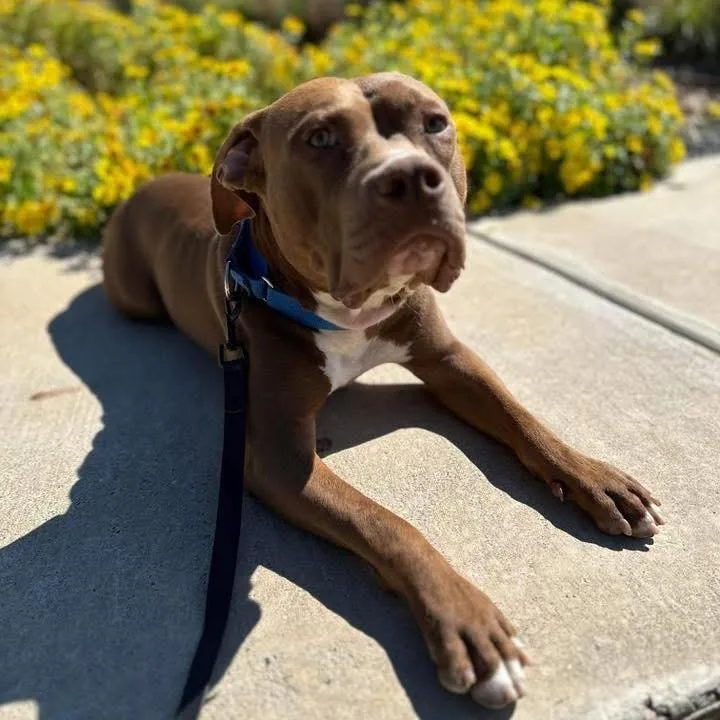 An adult medium-sized male Brown / Chocolate Pit Bull Terrier dog named Bearred for adoption in Aledo, TX