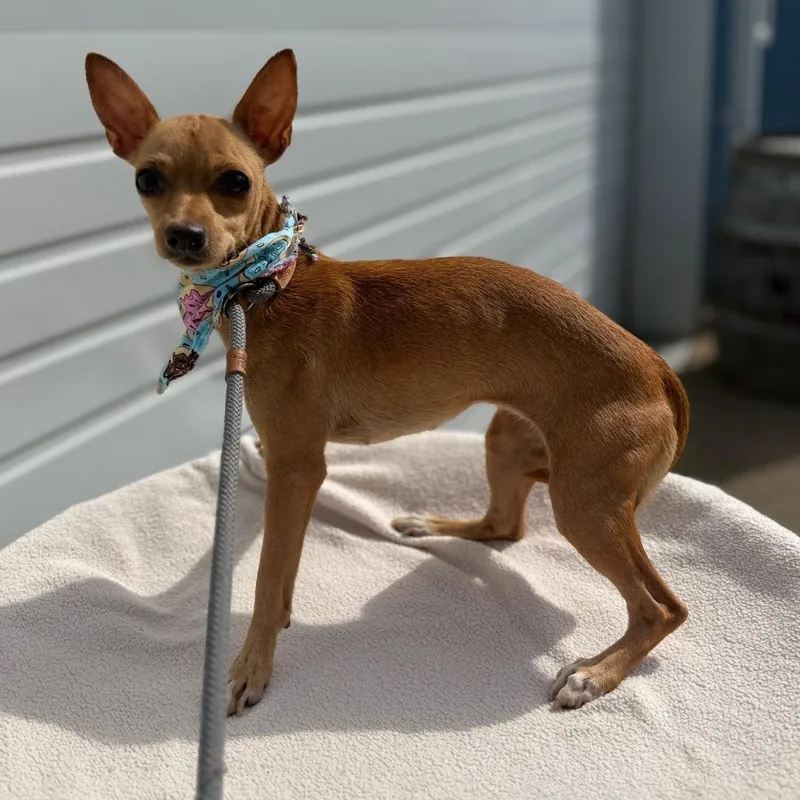 An adult small-sized female Brown / Chocolate Chihuahua dog named Dazzle for adoption in Newberg, OR