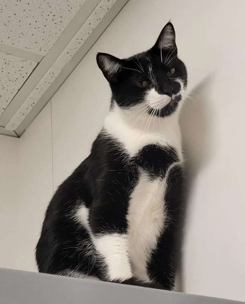 Cookie S thumbnail 2