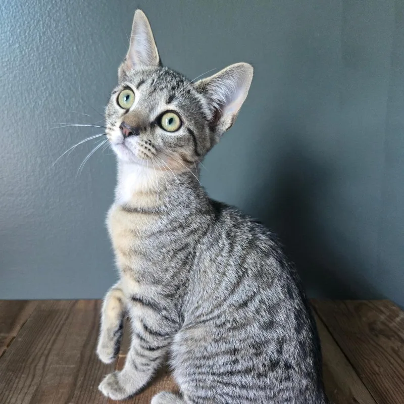 A baby small-sized female Gray / Blue / Silver Domestic Short Hair cat named Sage for adoption in Centerville, TN