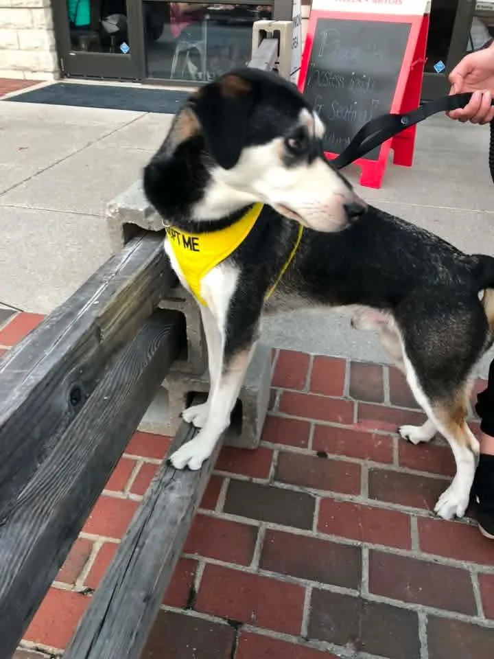 A young medium-sized male Tricolor (Brown, Black, & White) Husky dog named Rocket for adoption in Linwood, MI