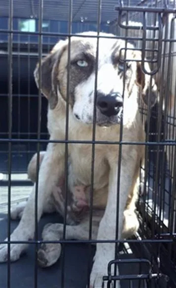 A young small-sized male Anatolian Shepherd dog named A for adoption in Oklahoma City, OK