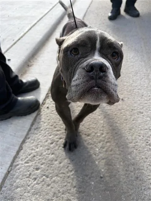 An adult medium-sized male American Staffordshire Terrier dog named Packer for adoption in San Antonio, TX