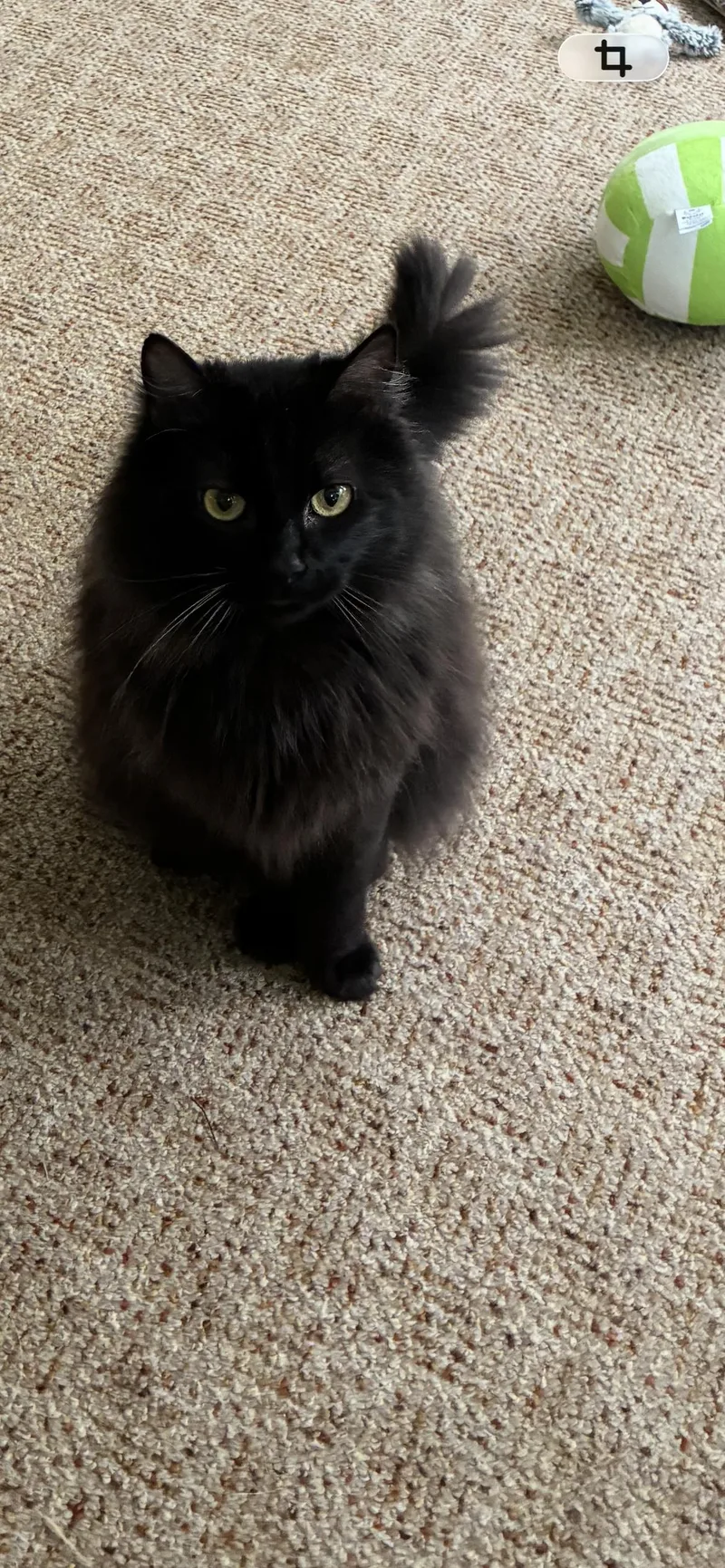 An adult medium-sized male Persian cat named Theodore for adoption in Saint Louis, MO