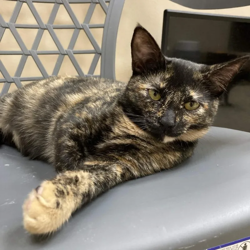 A young medium-sized female Tortoiseshell Domestic Short Hair cat named Shortbread for adoption in Medina, OH