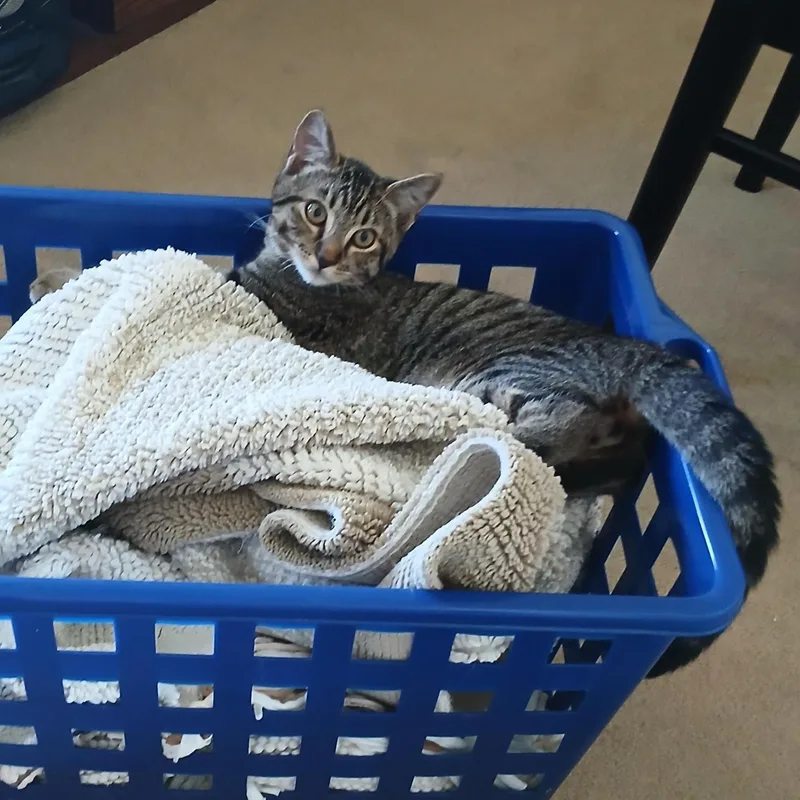 A baby small-sized male Tabby (Brown / Chocolate) Domestic Short Hair cat named Shakespeare for adoption in Orange, CA