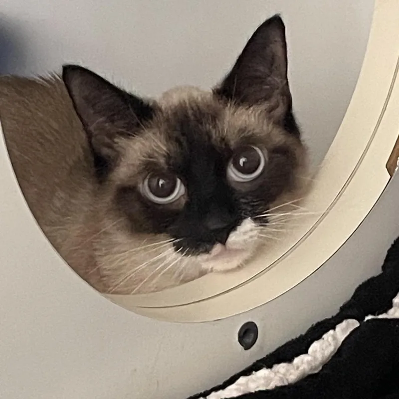 An adult medium-sized female Cream / Ivory Siamese cat named Cocoa for adoption in Wantagh, NY