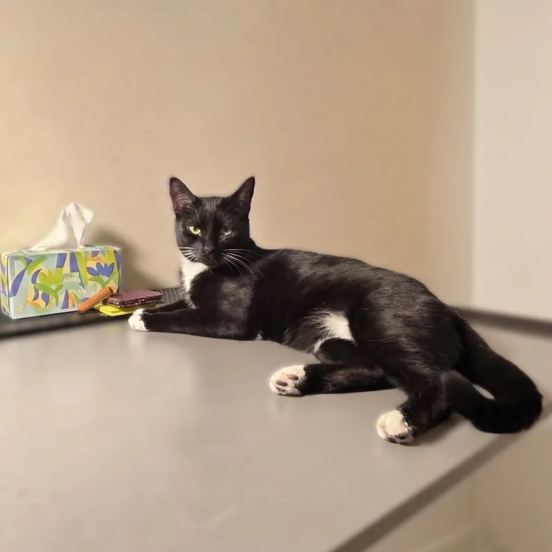 A young medium-sized female Black & White / Tuxedo Domestic Short Hair cat named Stella for adoption in Allen, TX