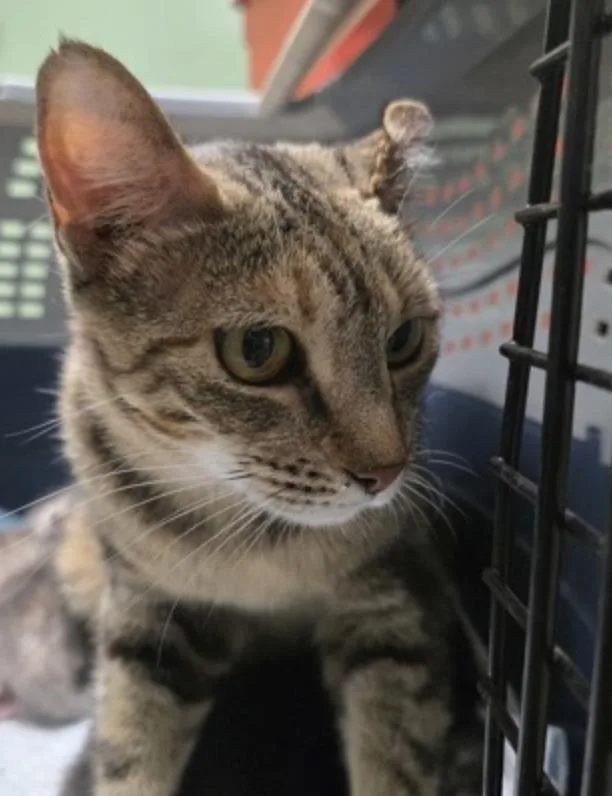 An adult medium-sized female Torbie American Shorthair cat named Persimmon for adoption in Marshall, NC