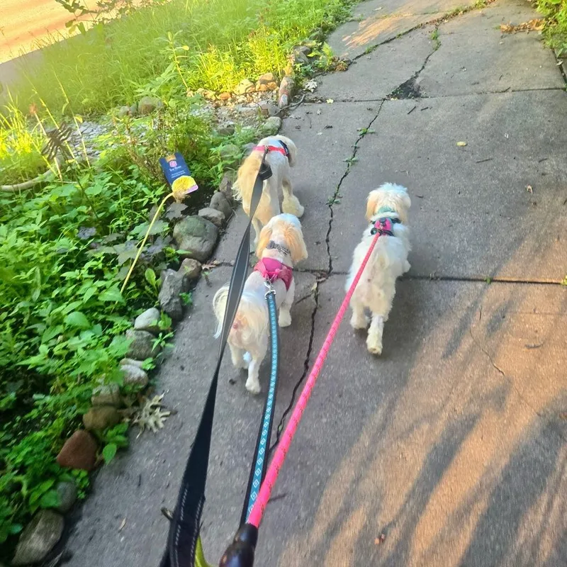 A young small-sized female Maltese dog named Guppy for adoption in Plymouth, MN