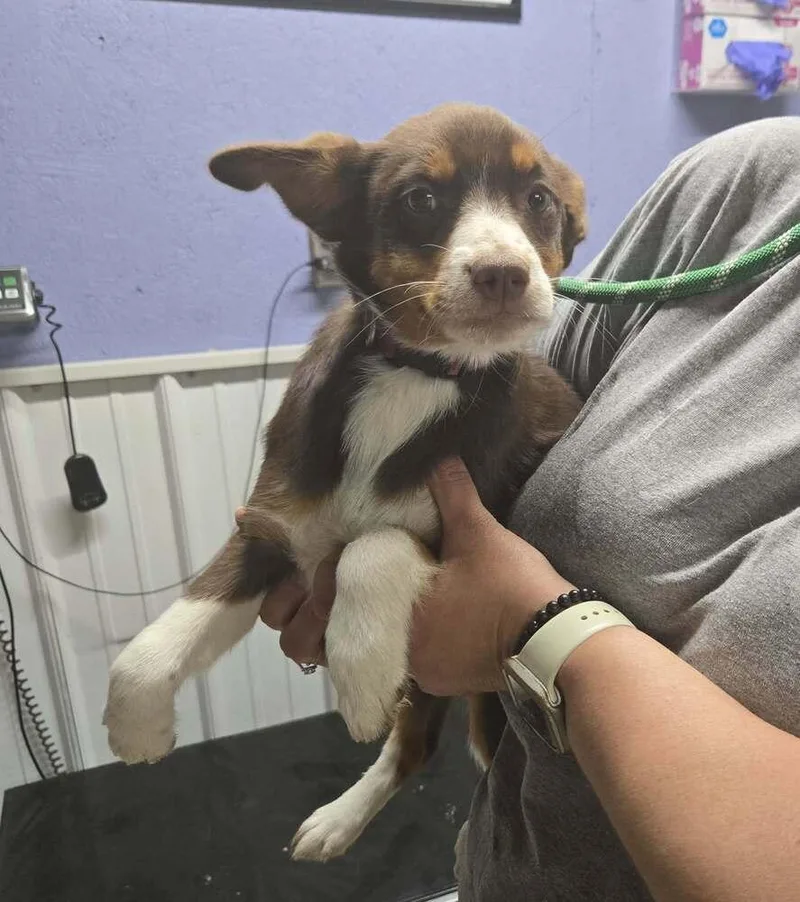 A baby medium-sized female Australian Shepherd dog named Jelly for adoption in Waverly, OH