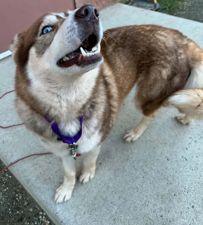 An adult medium-sized female Siberian Husky dog named Nyla for adoption in Manassas, VA