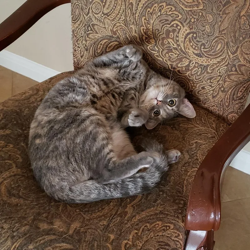 An adult small-sized female Gray / Blue / Silver Domestic Short Hair cat named Illy for adoption in Bulverde, TX