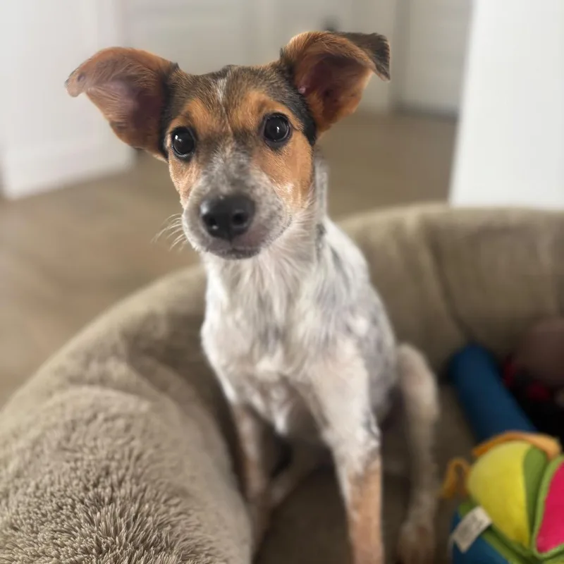 Chloe