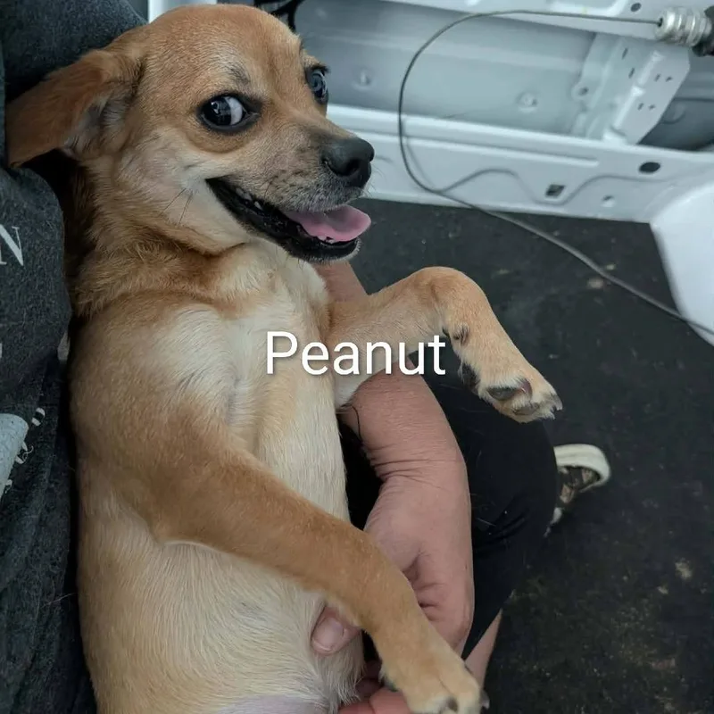 Peanut