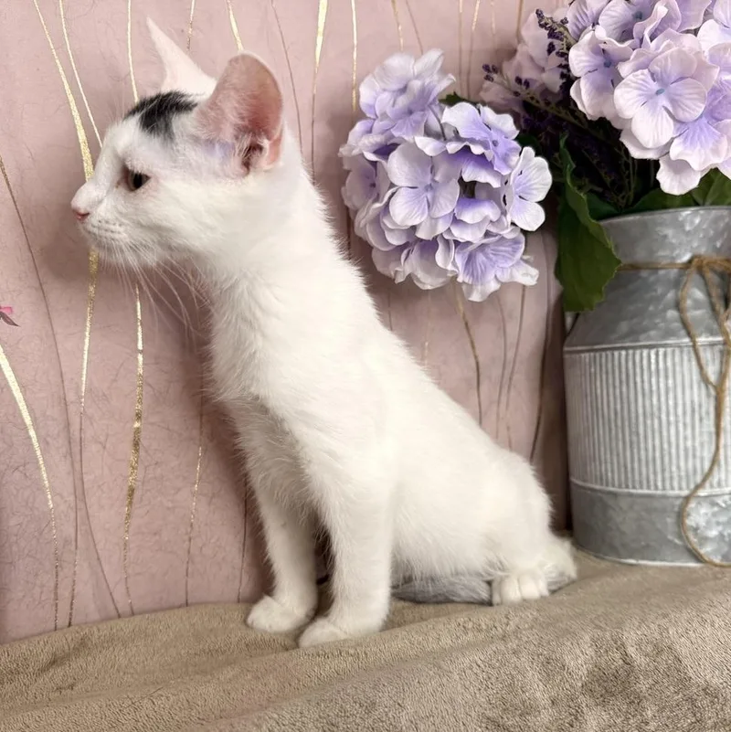 A baby small-sized male White Domestic Short Hair cat named Brew for adoption in Long Beach, MS