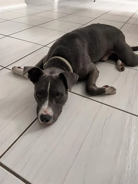 A young medium-sized male American Staffordshire Terrier dog named Paul for adoption in San Antonio, TX