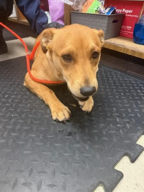 A young small-sized male Labrador Retriever dog named Anthem for adoption in Stockton, CA
