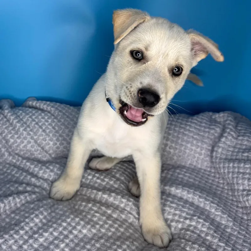 Buttercup thumbnail 2