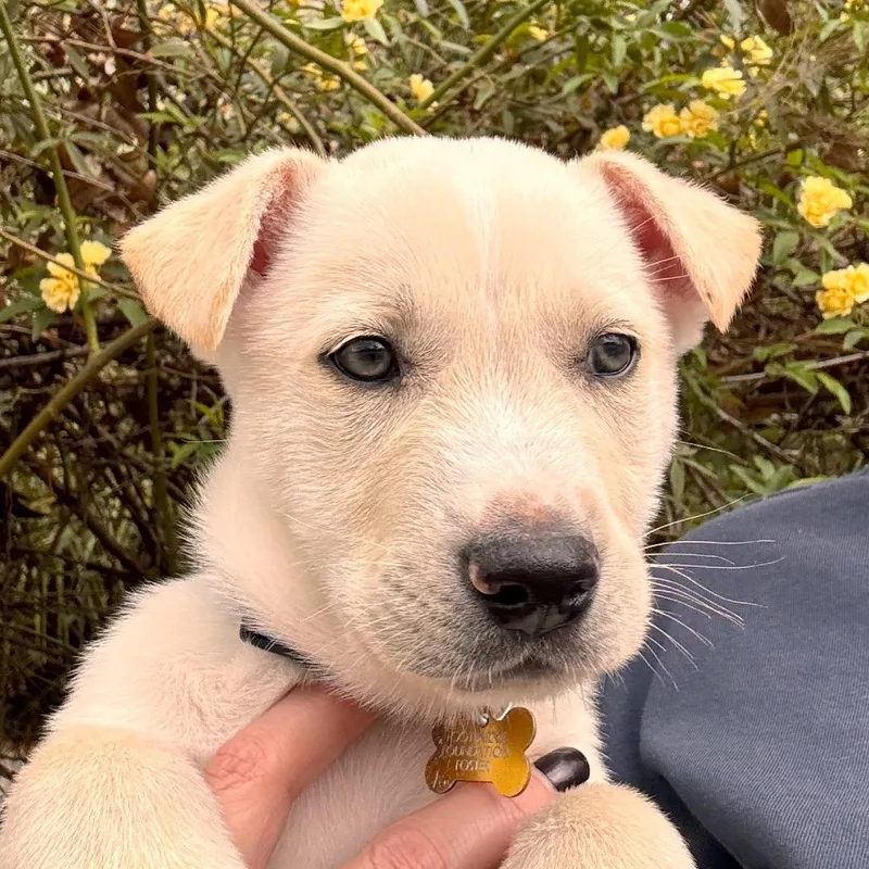 Buttercup thumbnail 4