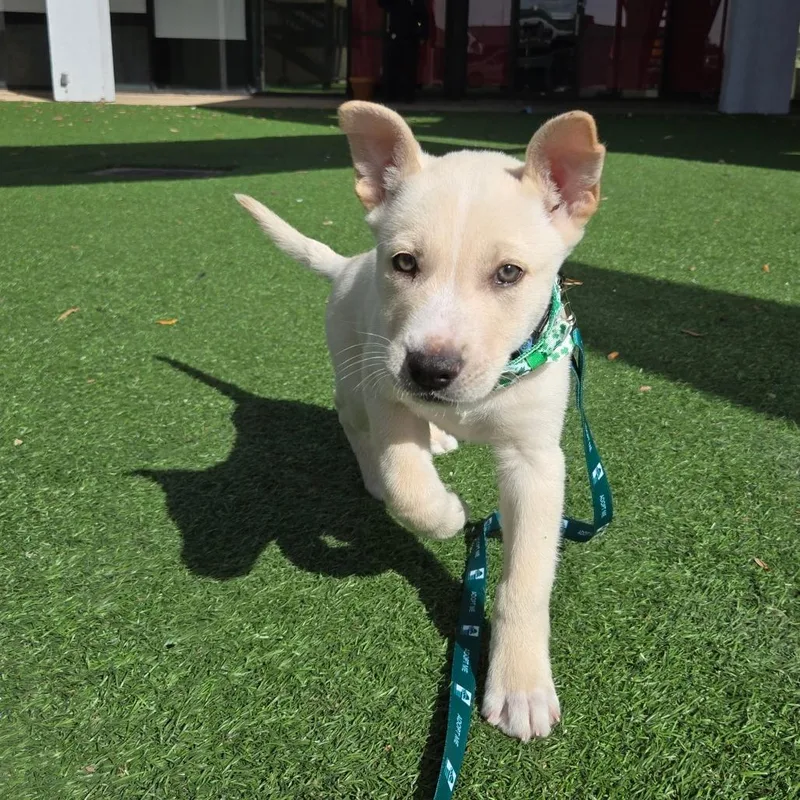 Buttercup thumbnail 5