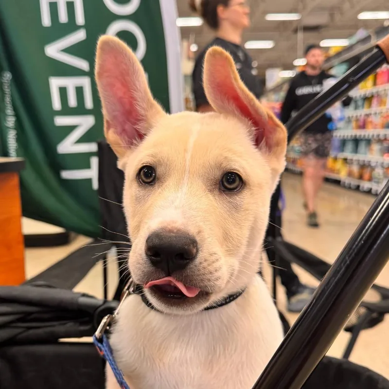 Buttercup thumbnail 6