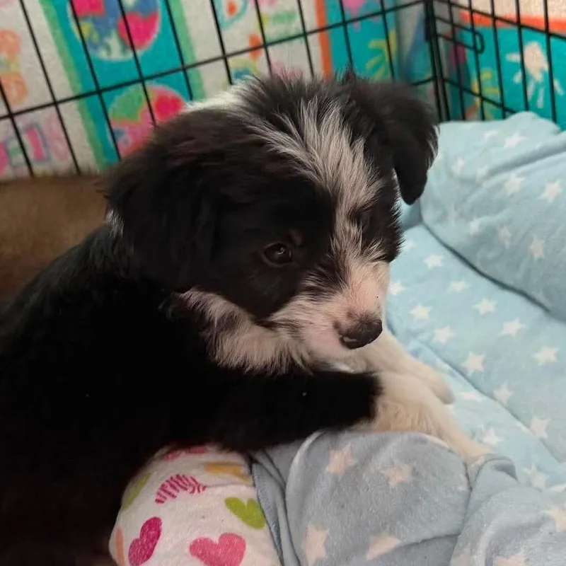 A baby small-sized female Black Australian Shepherd dog named Oreo for adoption in Montgomery, TX