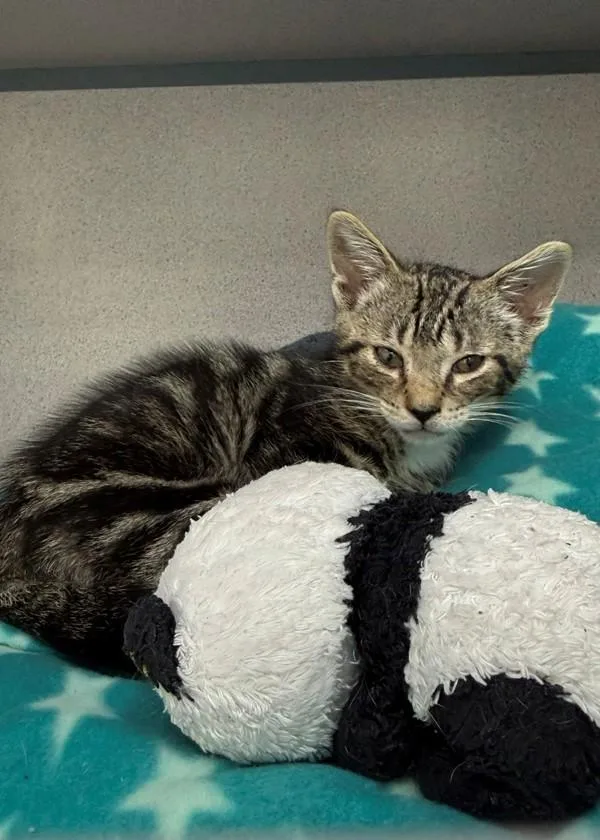 A baby small-sized male Domestic Short Hair cat named Boston for adoption in Skillman, NJ