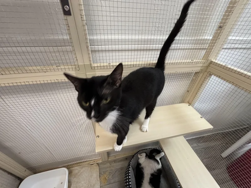 A young medium-sized female Black & White / Tuxedo Domestic Short Hair cat named Tamara for adoption in Shrewsbury, MA