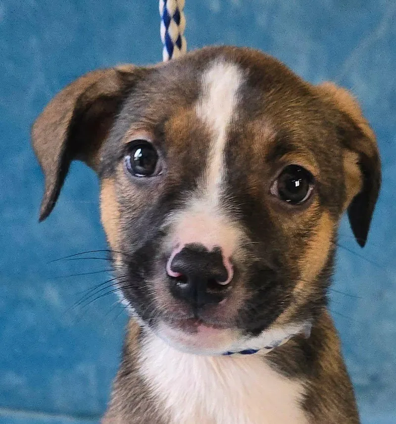 A baby medium-sized female Tricolor (Brown, Black, & White) Terrier dog named Hibiscus for adoption in Newport, TN
