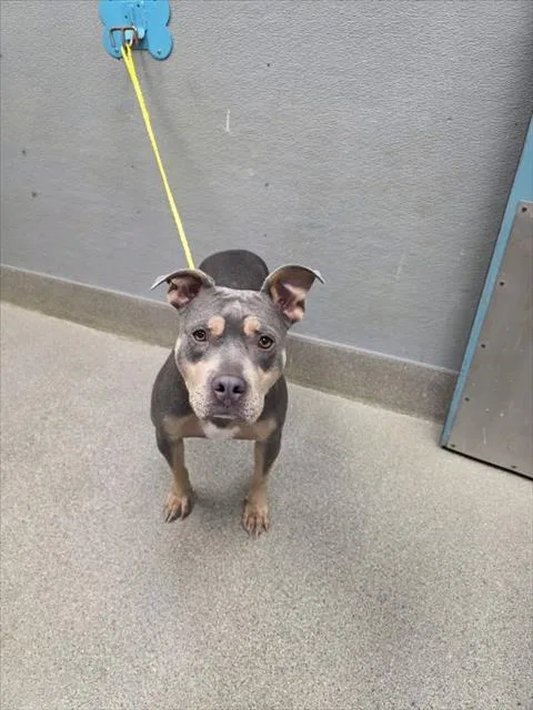 A young large-sized female Pit Bull Terrier dog named Ladybug for adoption in Las Vegas, NV