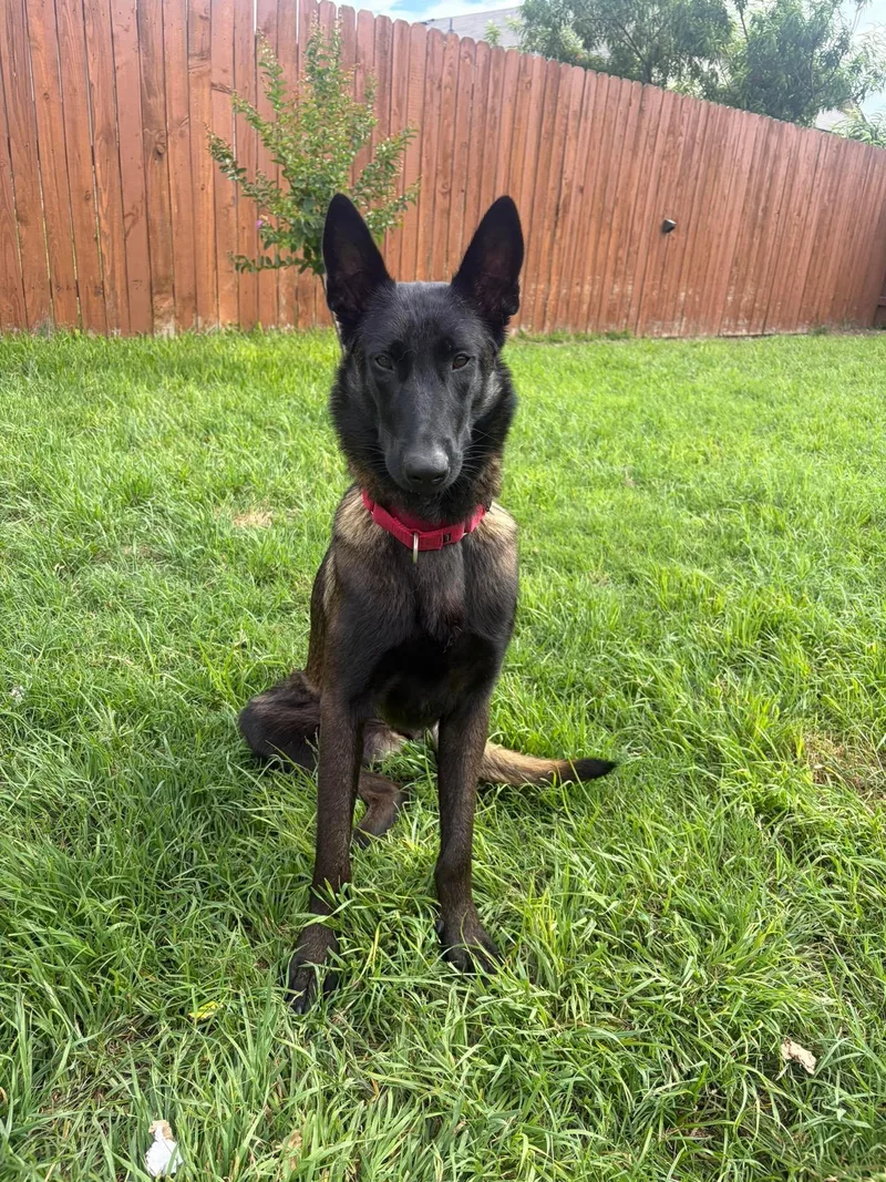 A young medium-sized female Belgian Shepherd / Malinois dog named Phoenix for adoption in Lockhart, TX