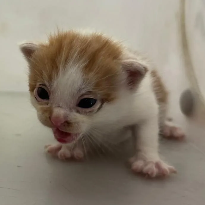A baby small-sized male Orange / Red Domestic Short Hair cat named Pomegranate for adoption in Columbus, GA