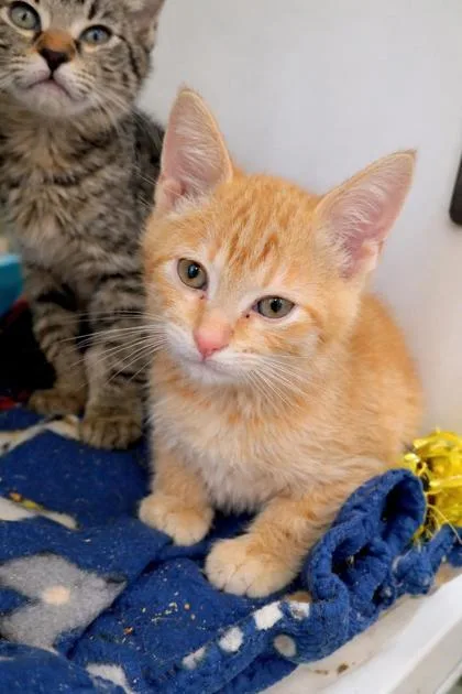 A young small-sized male Domestic Short Hair cat named Jim for adoption in Beatrice, NE