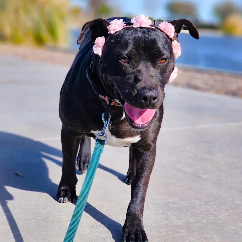 An adult medium-sized female Black Pit Bull Terrier dog named Joni for adoption in Phoenix, AZ