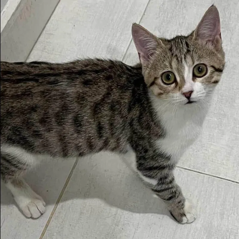 A baby medium-sized female British Shorthair cat named Ivy for adoption in Stoughton, WI