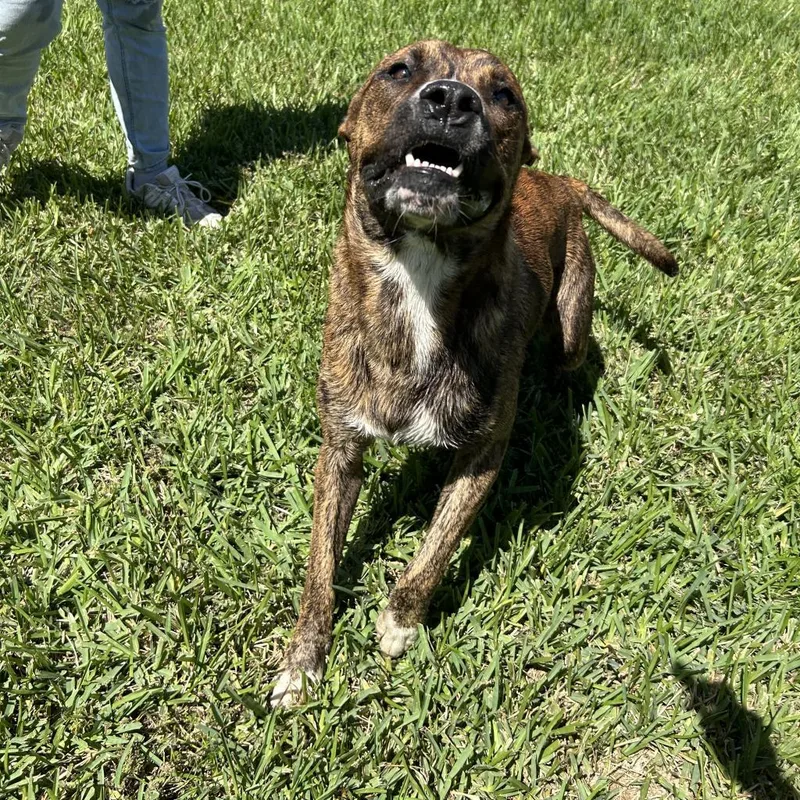 An adult large-sized male Brindle American Staffordshire Terrier dog named M'Baku for adoption in Corpus Christi, TX