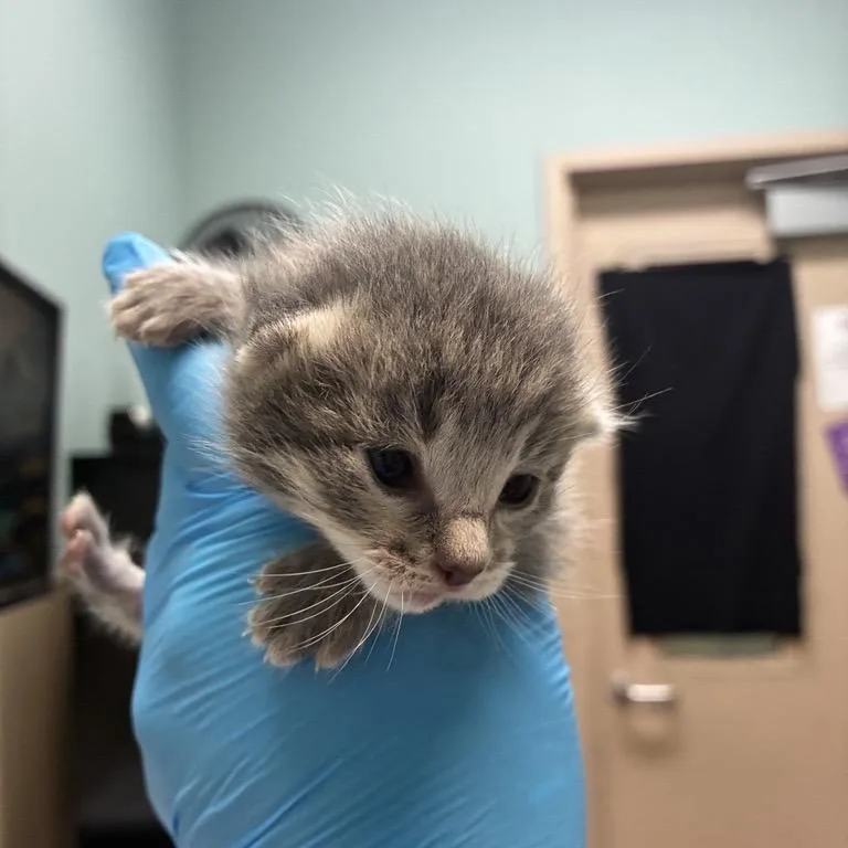 A baby small-sized male Domestic Short Hair cat named Harry for adoption in Tacoma, WA