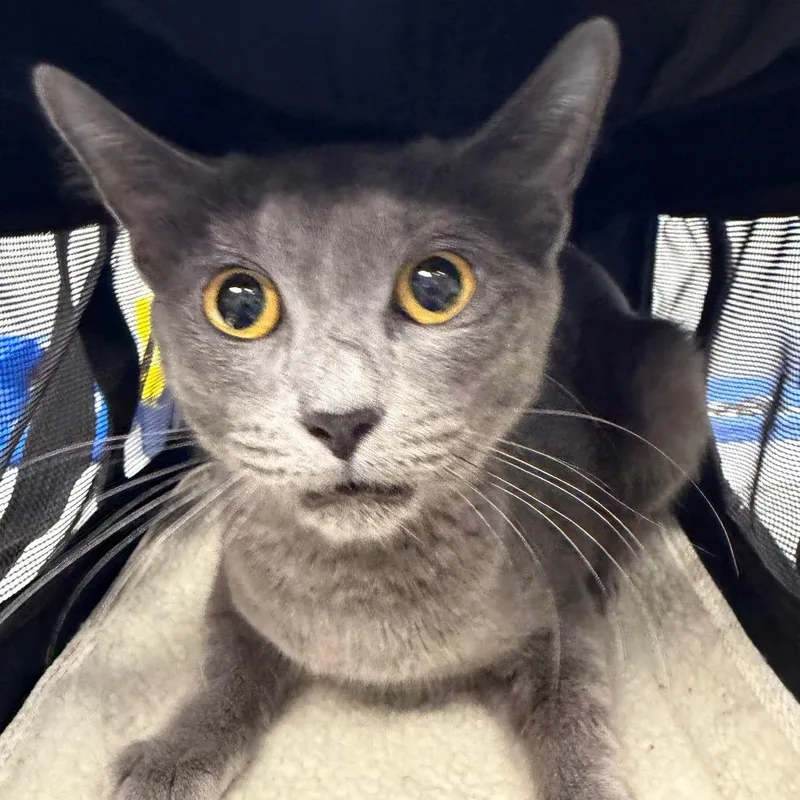 A young medium-sized female Gray / Blue / Silver Domestic Short Hair cat named Wolfie for adoption in Midland, TX