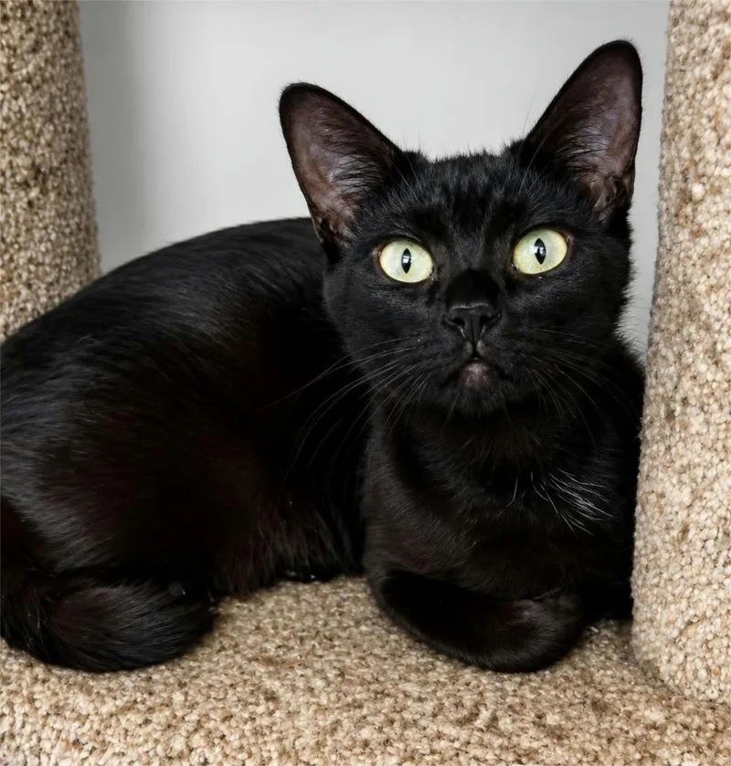 A baby medium-sized female Black Domestic Short Hair cat named Jade for adoption in Houston, TX